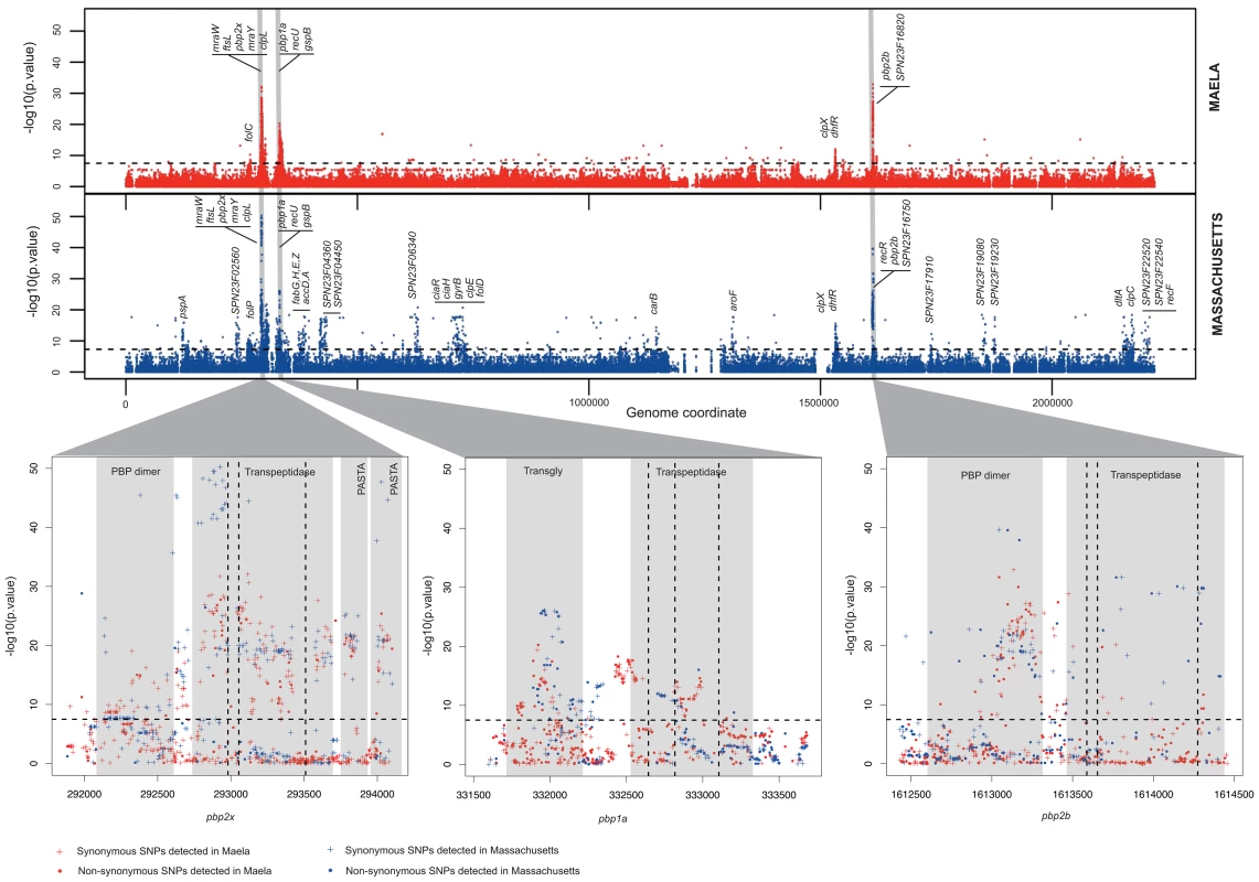Summary of the genome-wide-association study conducted in two separate datasets.