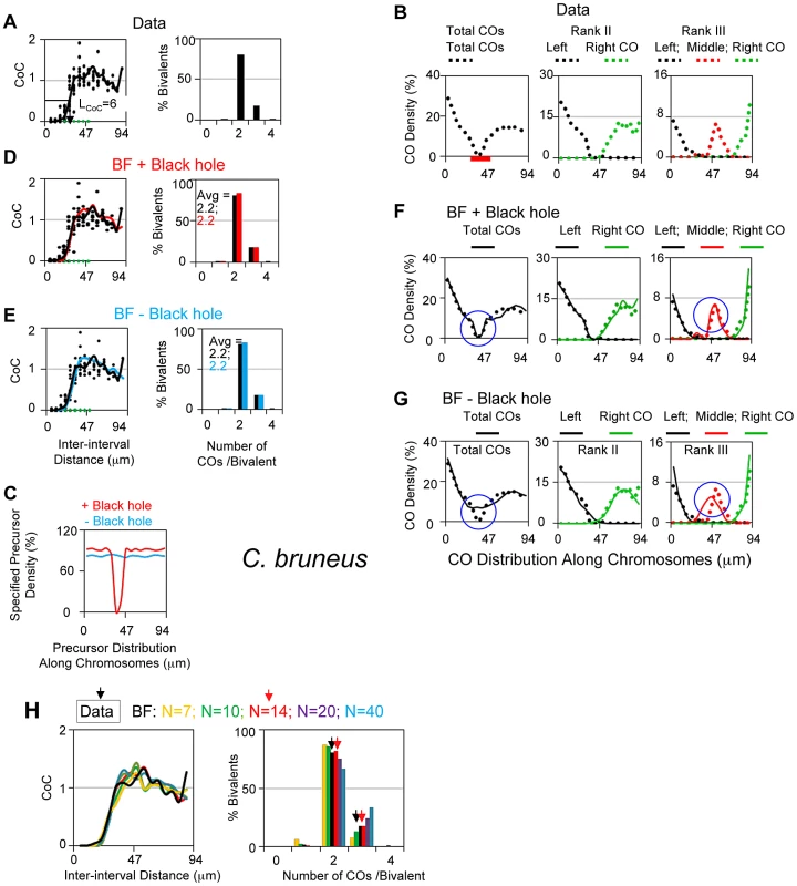 Experimental and BF analysis of CO patterns in grasshopper (<i>Chorthippus bruneus</i>).