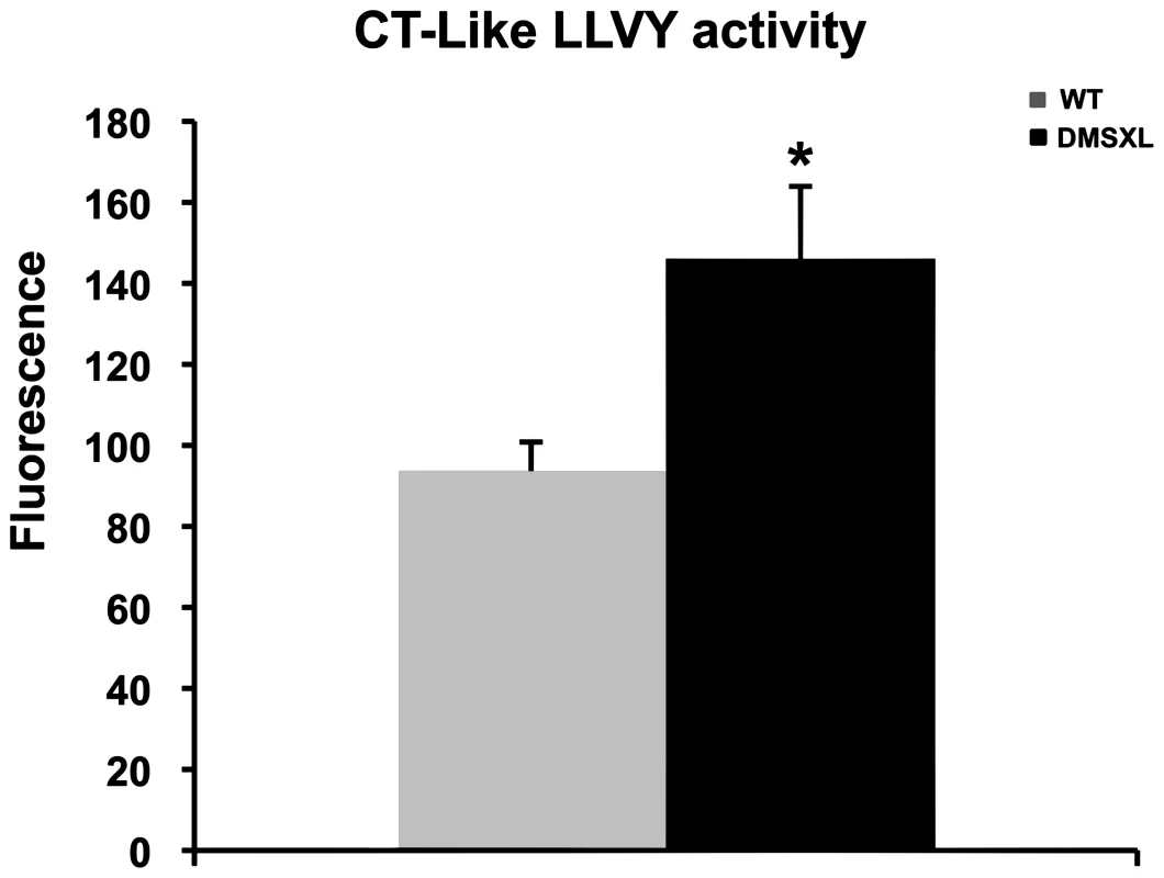 Proteasome activity in DMSXL mice.