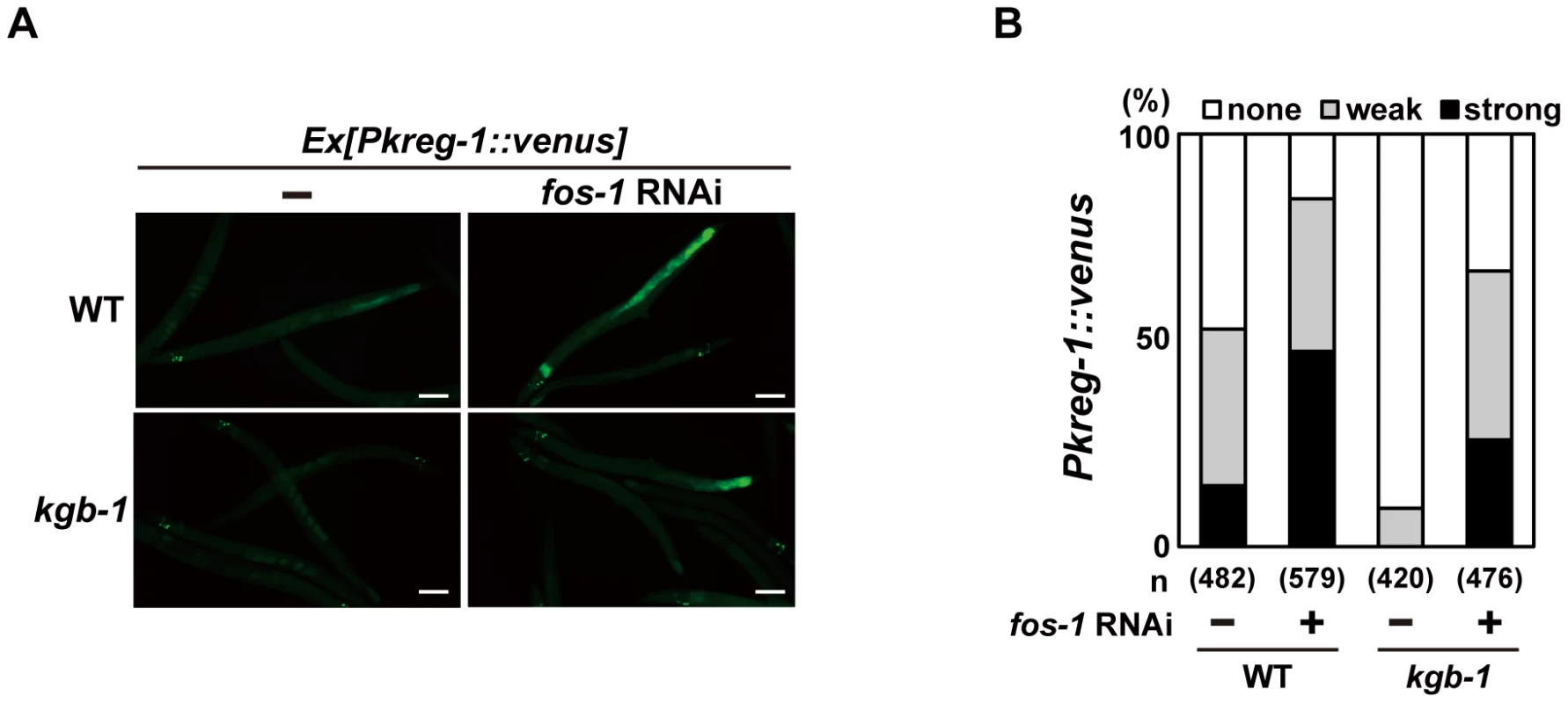 FOS-1 represses <i>kreg-1</i> expression.