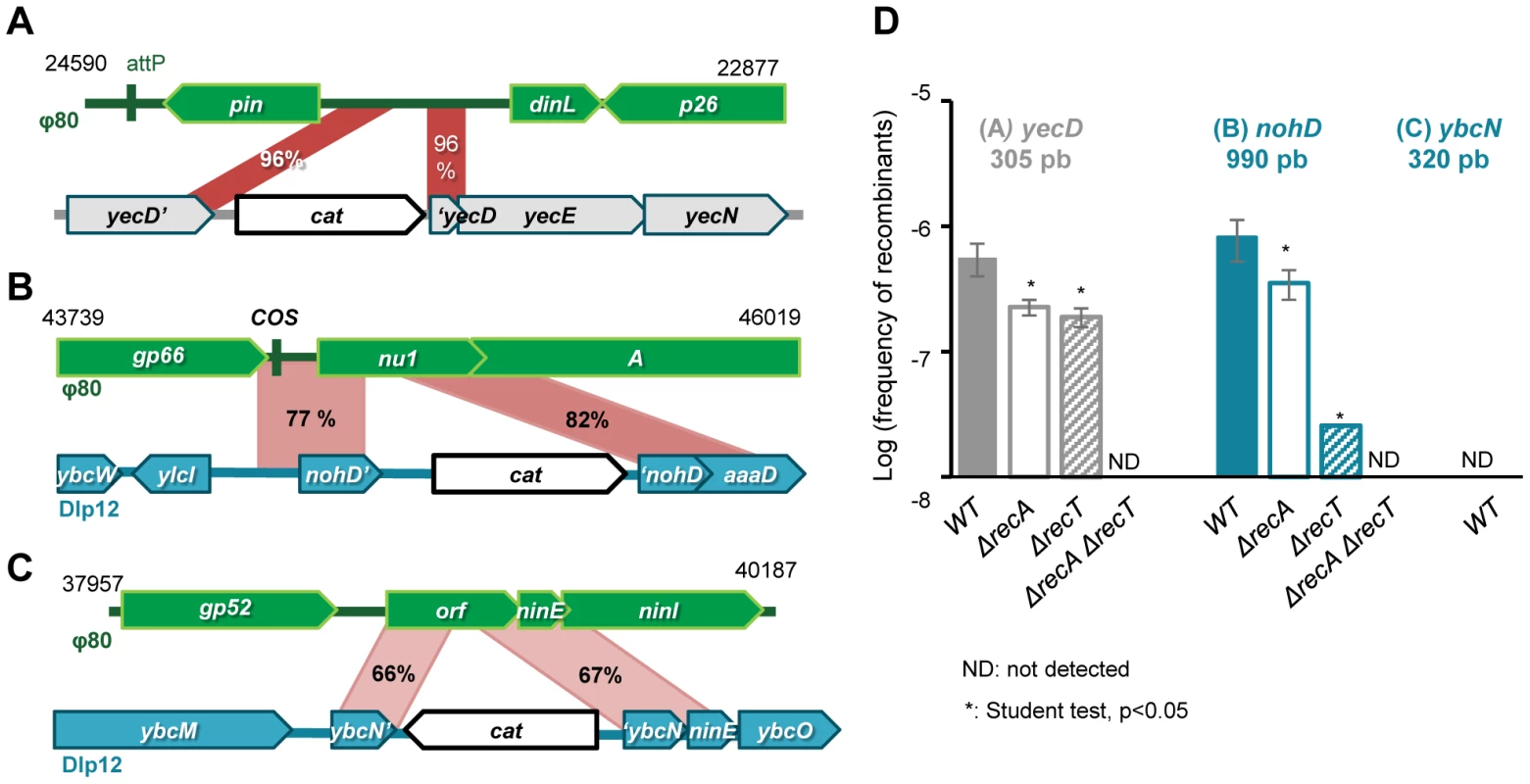Formation of Φ80 hybrids also depend on phage recombinase.