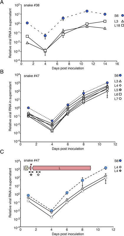 Virus populations replicate as stable ensembles in culture: (A) Liver homogenate from snake #38 was applied to cultures of JK cells and replication was monitored by measuring supernatant viral RNA levels using qRT-PCR and genotype-specific primers.