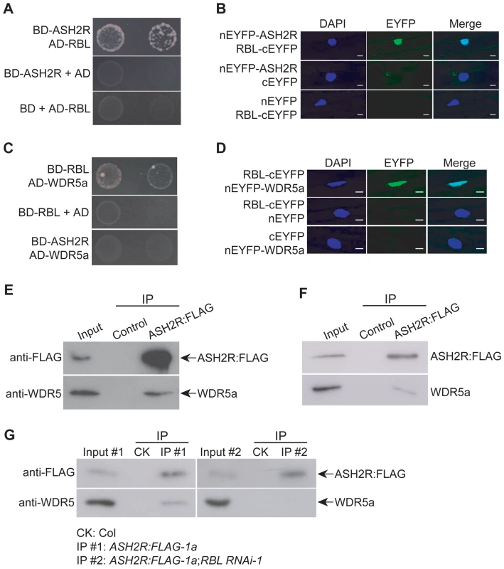 ASH2R, RBL, and WDR5a Form a Nuclear Complex during Vegetative and Reproductive Development.