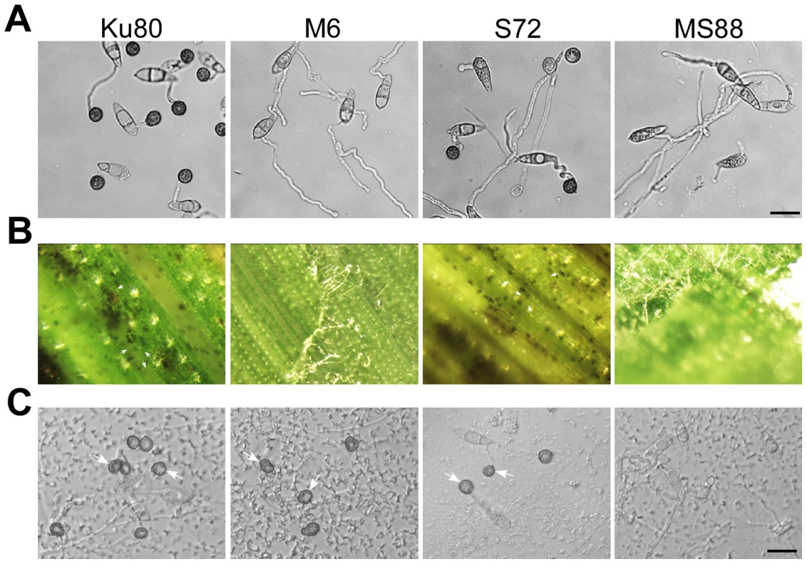 Assays for the effects of different treatments on appressorium formation.