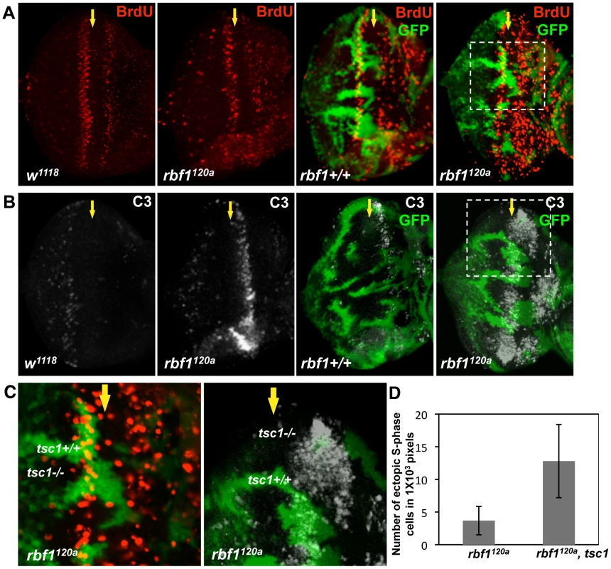 <i>tsc1</i> and <i>rbf1</i> mutations cooperate to promote S-phase entry and cell death during eye development.