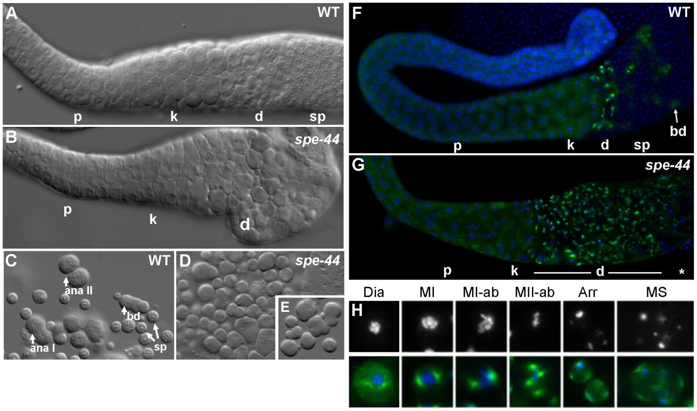 Spermatogenesis defects in <i>spe-44</i> males.