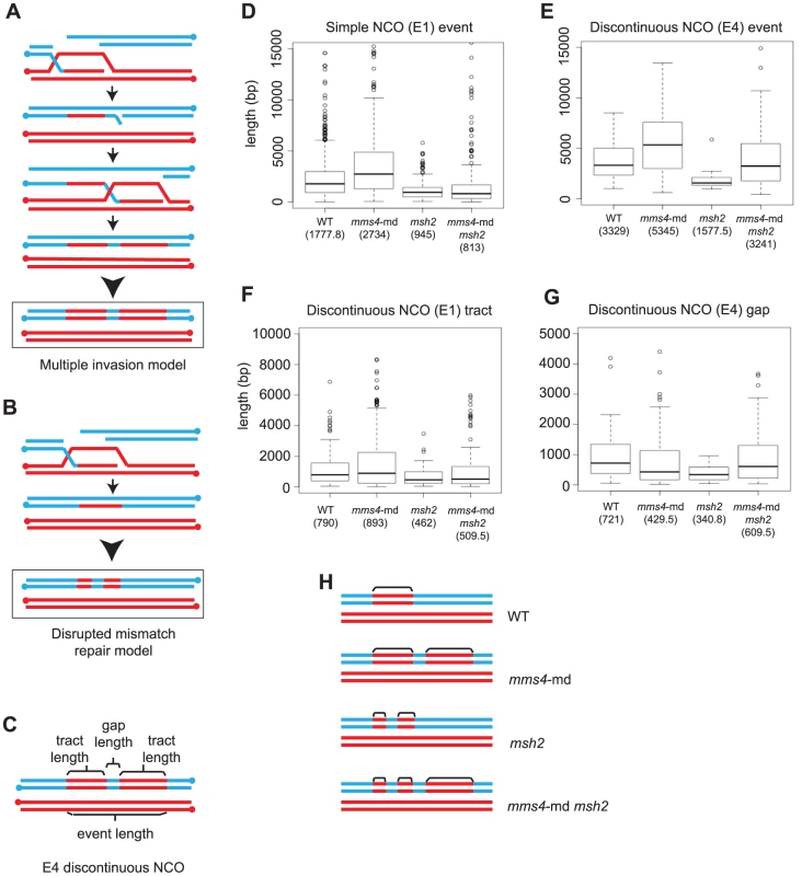 Multiple strand invasions can account for discontinuities seen in <i>mms4-md</i>.