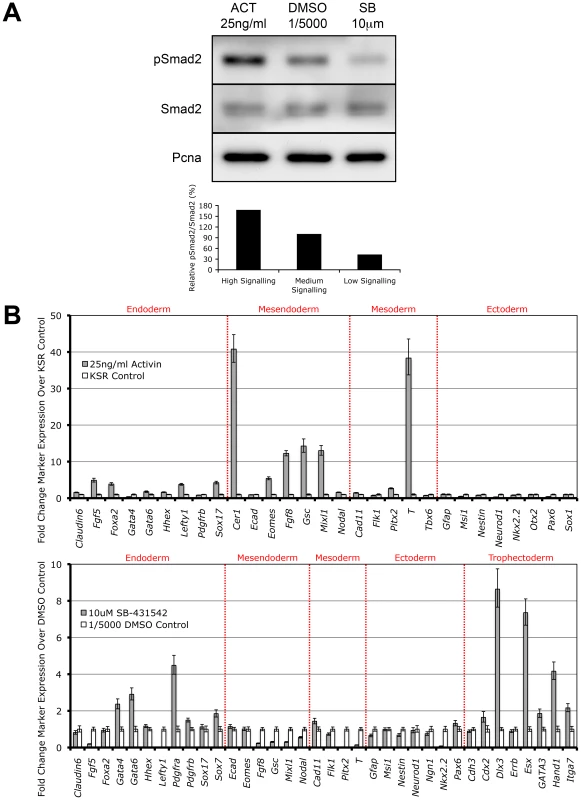 Smad2 Phosphorylation and Induction of Distinct Cell Fate Decisions Are Determined by Differential Nodal/Activin Signaling.