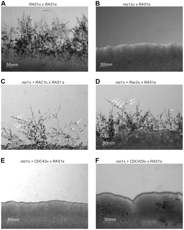 Mating in <i>ras1Δ+RhoGTPase</i> strains.