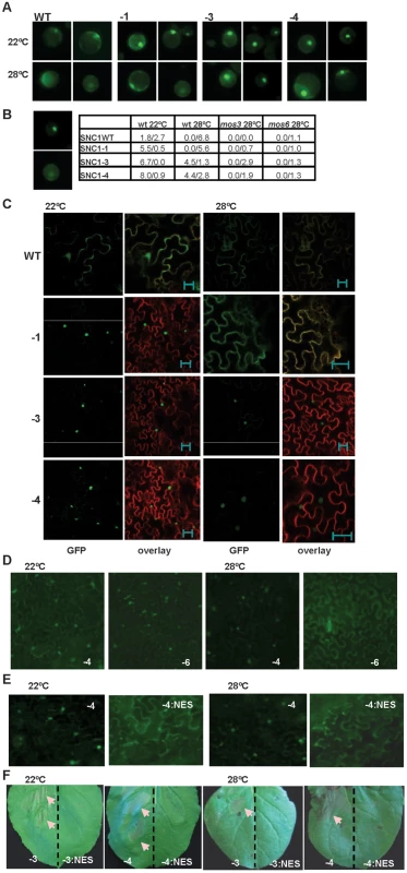Nuclear localization of the <i>SNC1-3</i> protein is likely critical for disease resistance at elevated temperature.