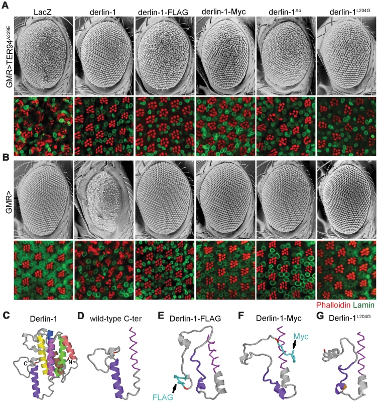 The C-terminal α-domain is required for Derlin-1 overexpression-induced cytotoxicity.