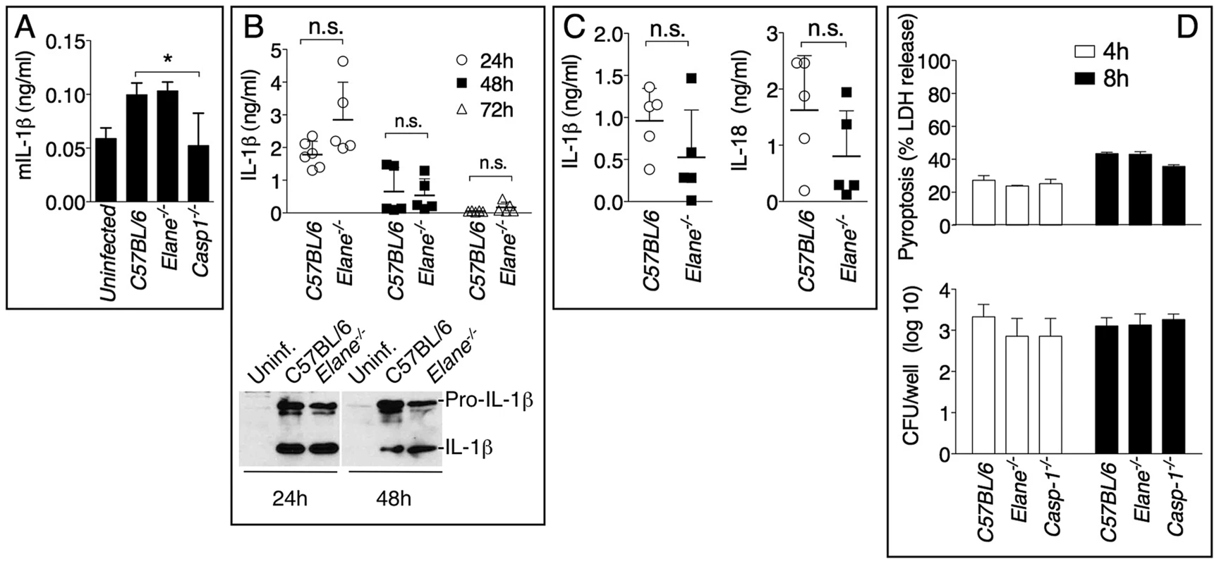 Role of elastase in IL-1β and IL-18 processing and pyroptosis.