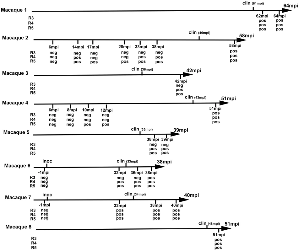 vCJD agent detection in the buffy coat of experimentally infected primates.