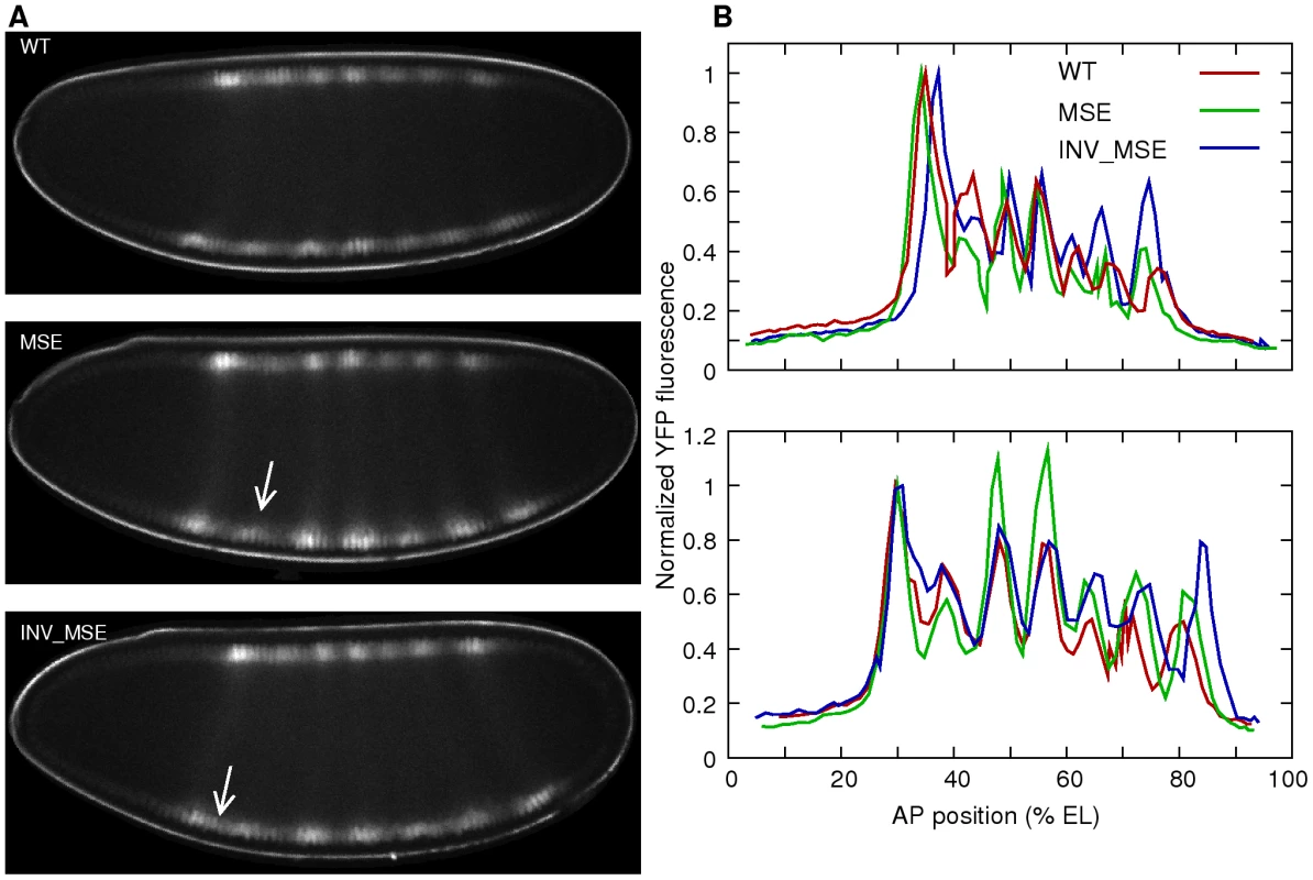 Eve-YFP expression in WT, MSE, and INV_MSE embryos.