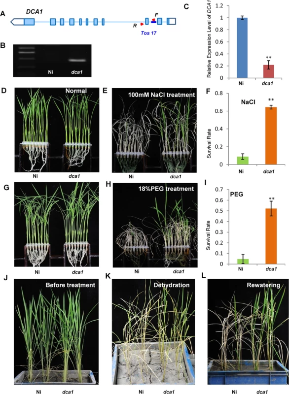 The <i>DCA1</i> knockdown mutant has improved stress tolerance.