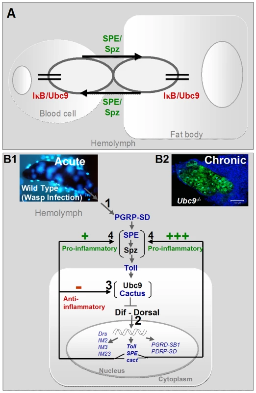 Regulatory immune circuit for host defense against wasp encapsulation.