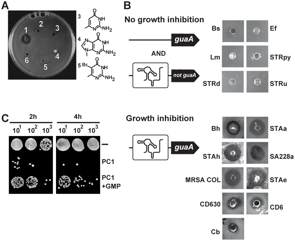 <i>S. aureus</i> growth inhibition requires <i>guaA</i> to be under a riboswitch control.