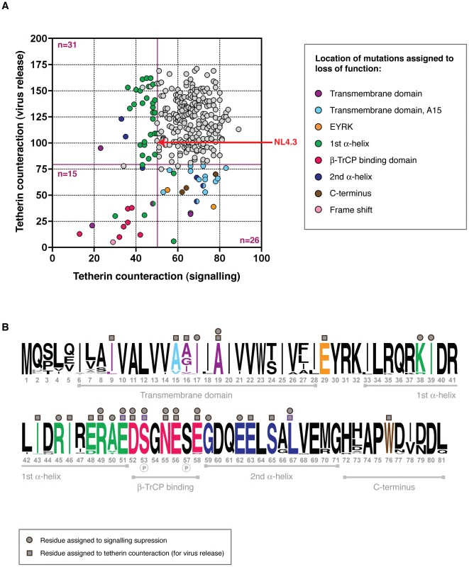 Structure-function analysis of Vpus for counteraction of two tetherin activities.