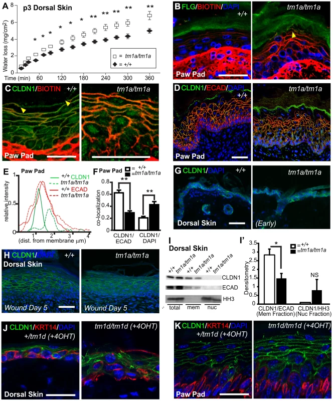 <i>Krt76<sup> mutant</sup></i> mice show barrier function defects and KRT76 stabilises Claudin1 at tight junctions.