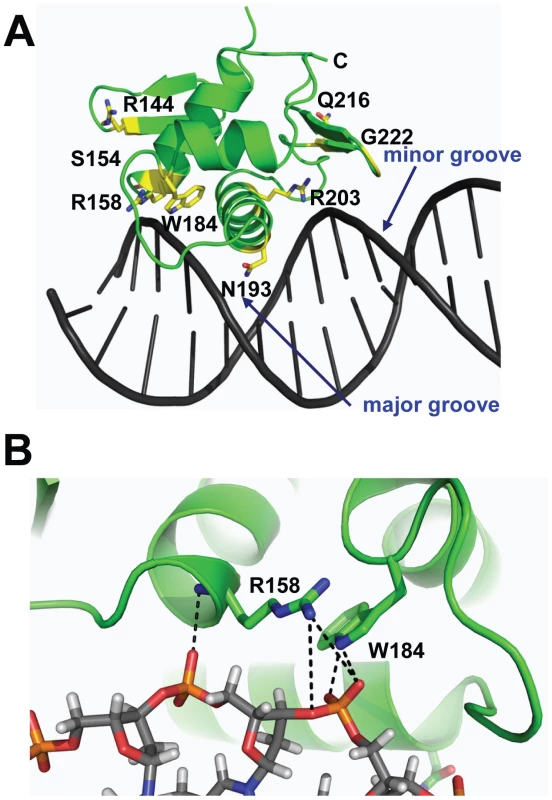 Location of CovR<sub>CD</sub> residues altered in clinical GAS isolates.