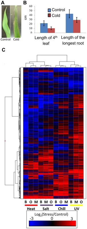 Cold stress effects plant growth and gene expression.