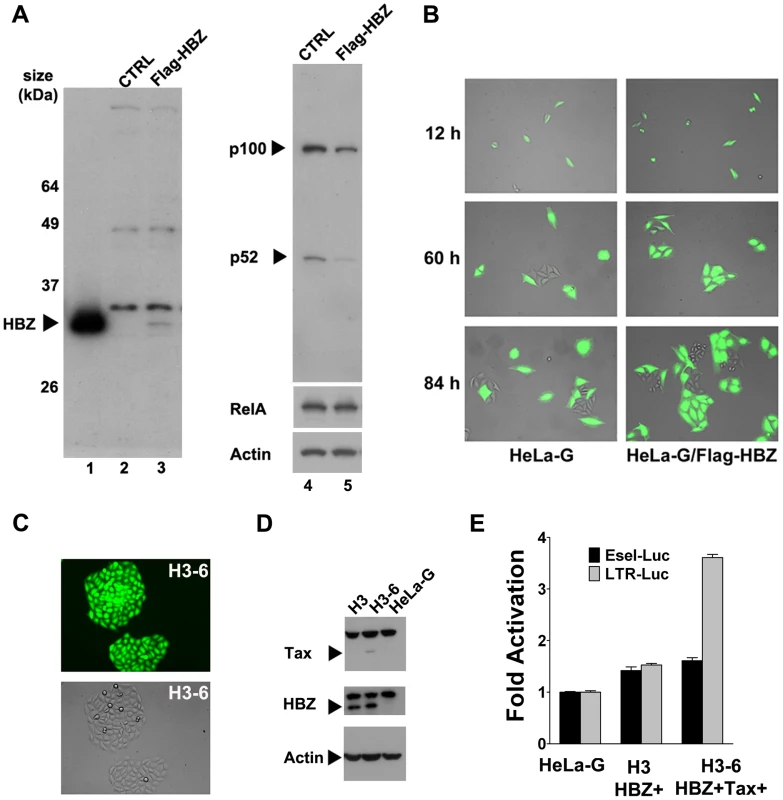 HTLV-1 HBZ mitigates cellular senescence induced by Tax.