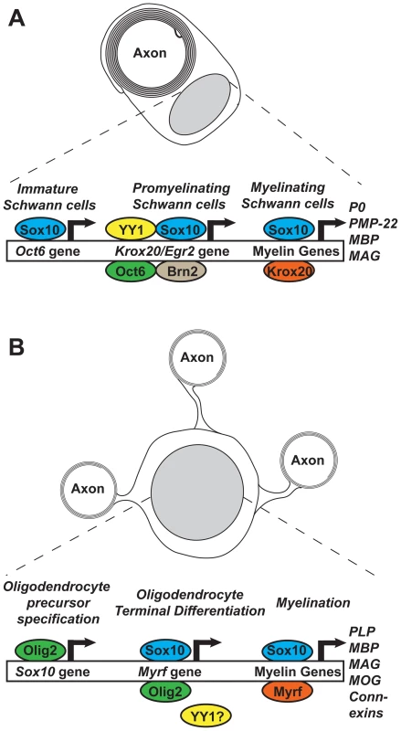 Feed-forward transcriptional networks regulating myelination in Schwann cells and oligodendrocytes.