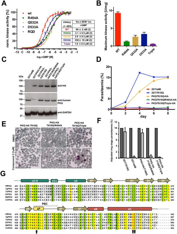 Role of the unique capping triad at <i>Pf</i>CNB-D in <i>Pf</i>PKG activation and <i>Plasmodium</i> parasite life cycle.