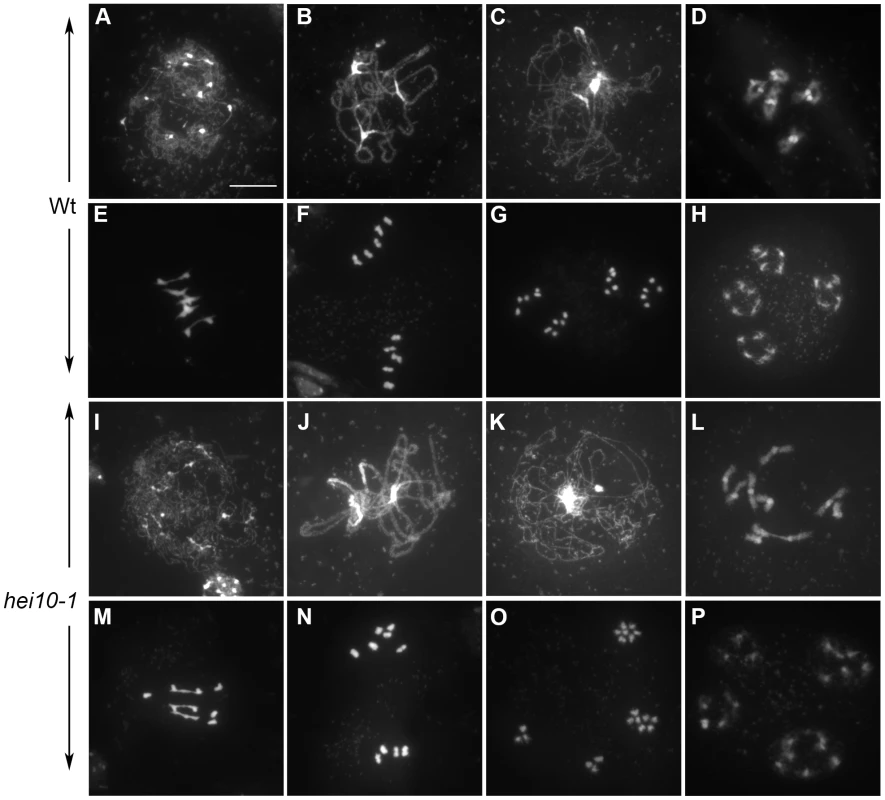 <i>hei10</i> mutants show a reduction in chiasma formation.