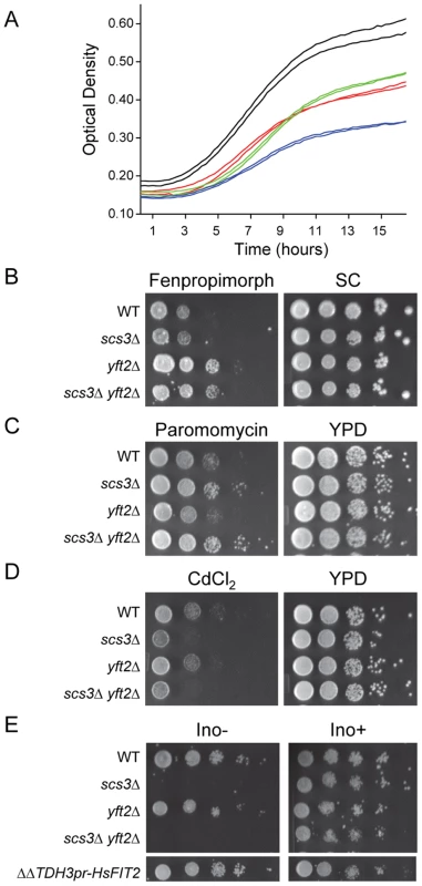 Characterization of <i>SCS3</i> and <i>YFT2</i> gene-deletion phenotypes.