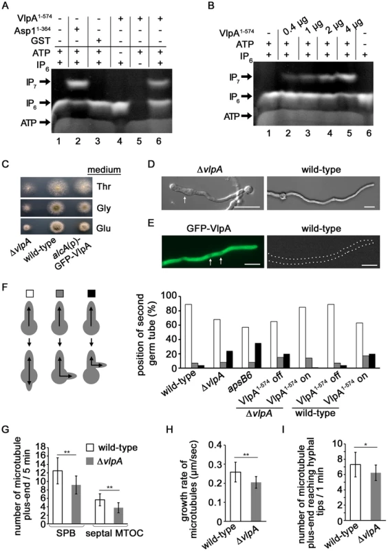 Function of Vip1-like protein <i>A. nidulans</i> VlpA.