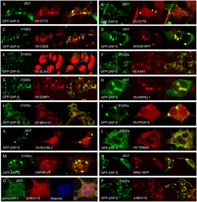 Many members of the ZAP interactome colocalize with GFP-tagged ZAP-S in cytoplasmic granules of unstressed 293T cells.