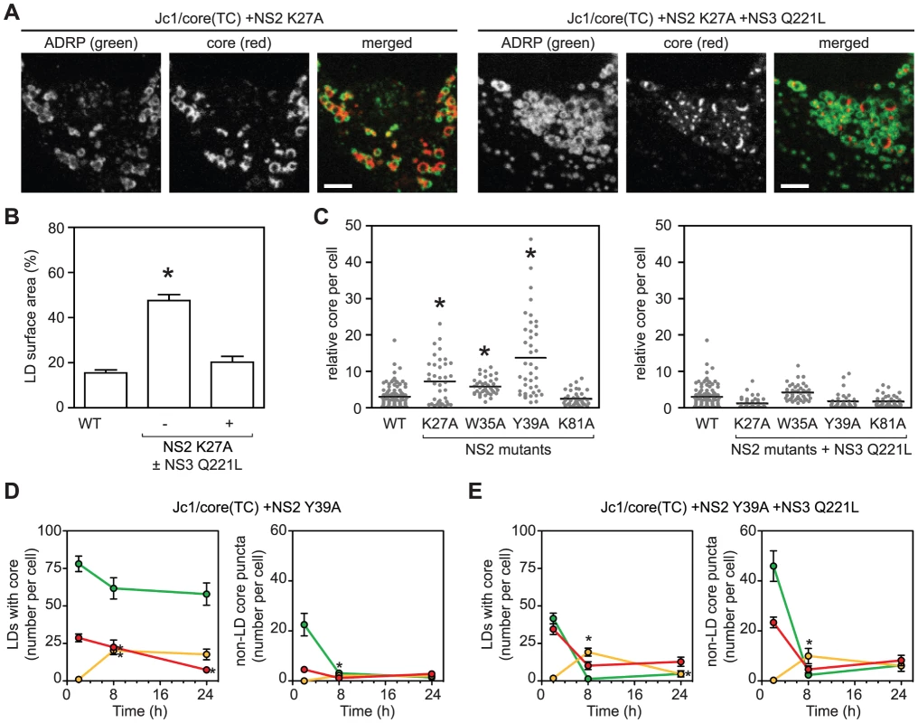 The interactions between NS2 and NS3 are essential for recruiting core from LDs.