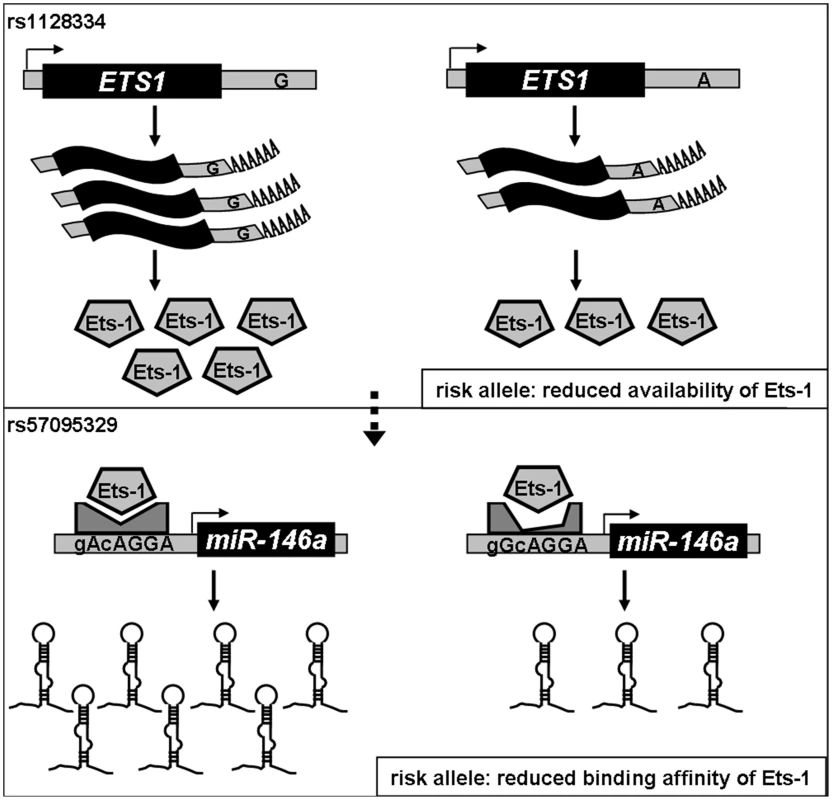 Diagram of the genetic link between <i>ETS1</i> and <i>miR-146a</i> and genetic contribution to <i>miR-146a</i> expression.