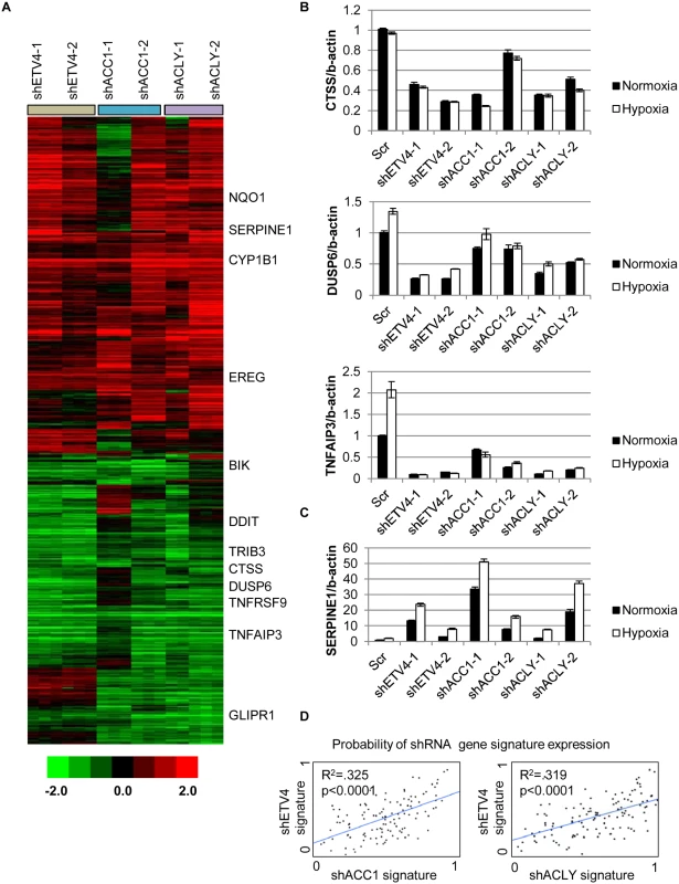 Silencing ETV4 triggers similar gene expression changes as loss of ACC1 or ACLY.