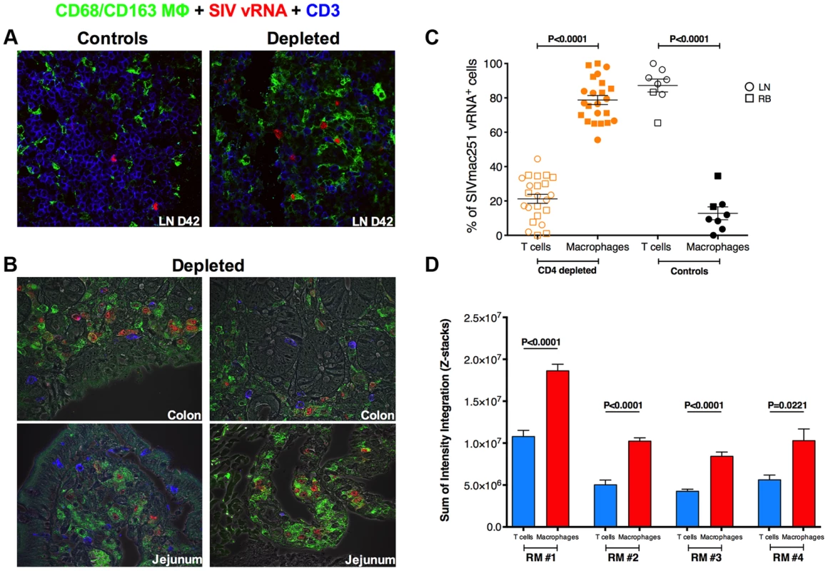 Massive SIV infection of LN and intestinal macrophages in CD4-depleted RMs.