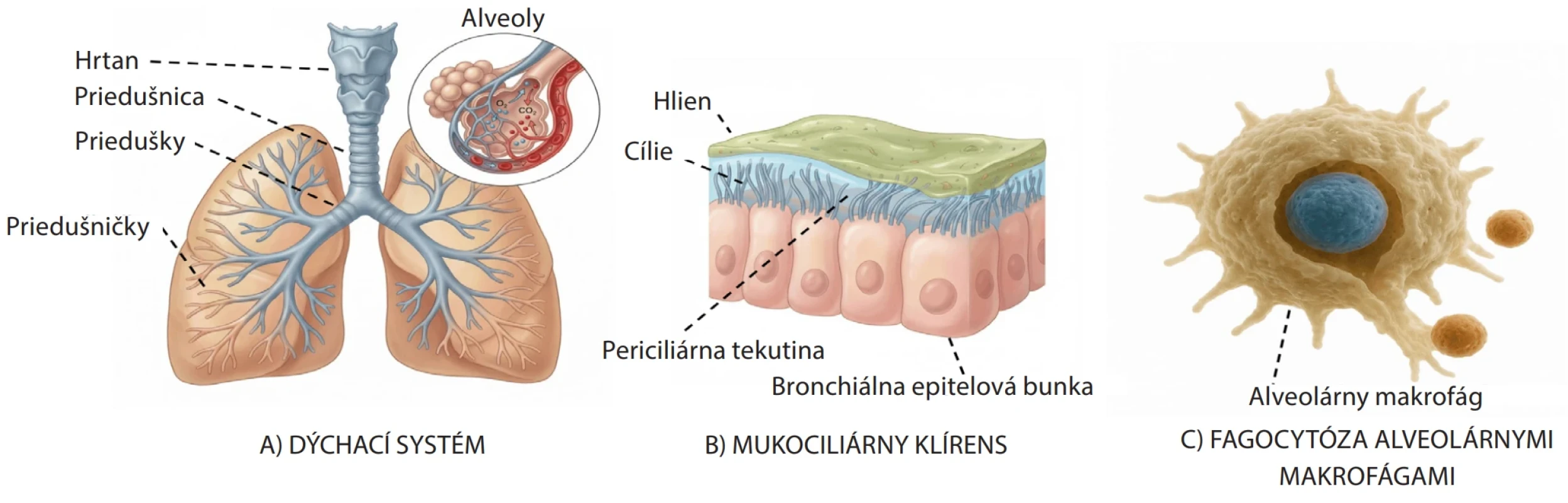 Osud liečiva po inhalácii: (A) štruktúra pľúc, (B) mukociliárny klírens v dýchacích cestách, (C) fagocytóza alveolárnymi makrofágmi (vytvorené pomocou programu Illustrae – Professional Scientific Illustration Platform)