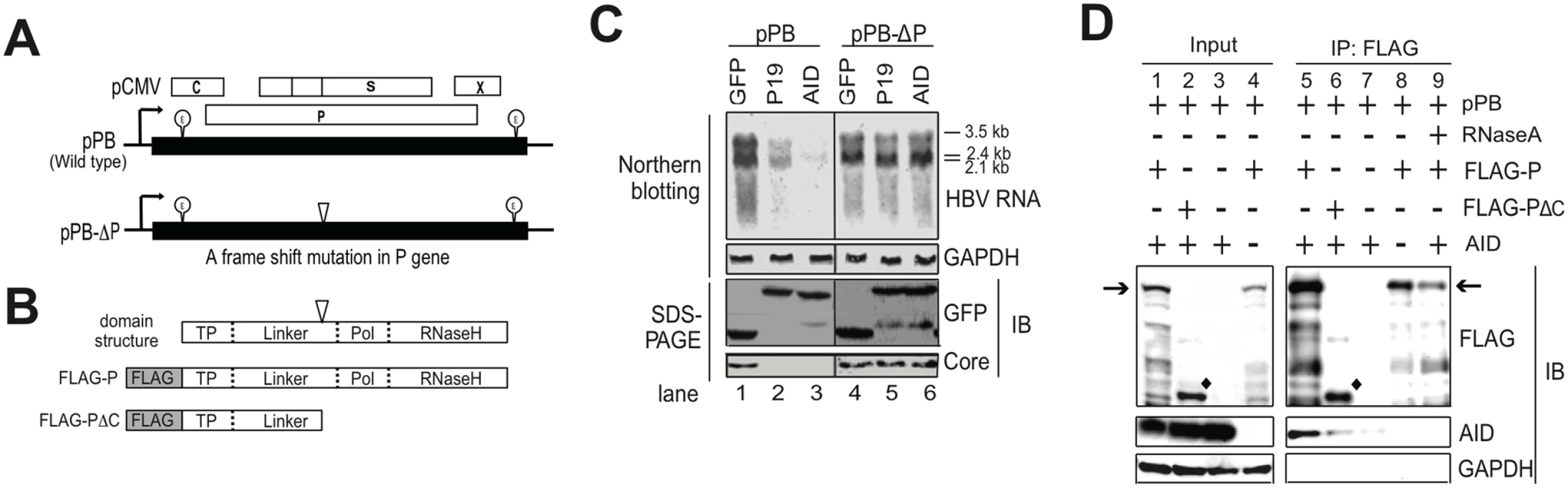 Intact P protein is required for AID-mediated downregulation of HBV transcripts and AID associates with HBV P protein.