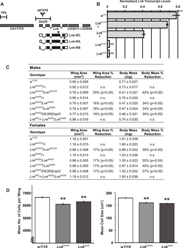 <i>Lnk</i> loss-of-function mutations reduce body size.