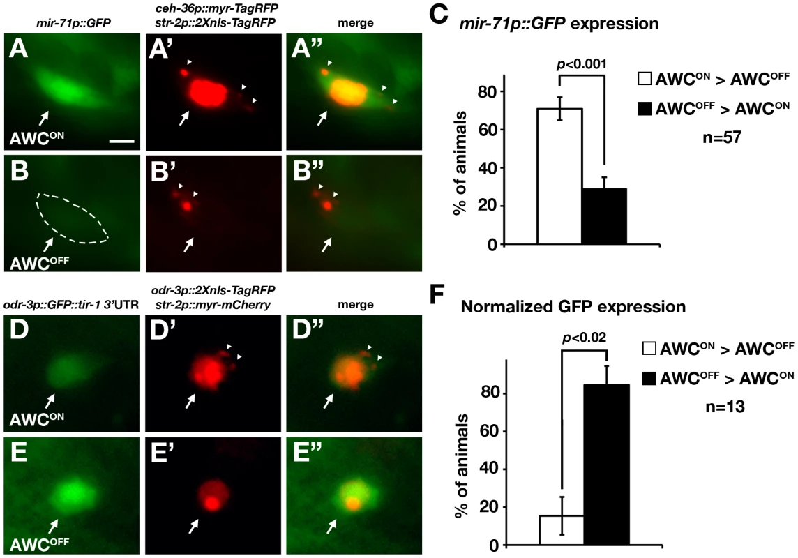 <i>mir-71</i> expression and the <i>tir-1</i> 3′ UTR are differentially regulated in AWC<sup>ON</sup> and AWC<sup>OFF</sup> neurons.
