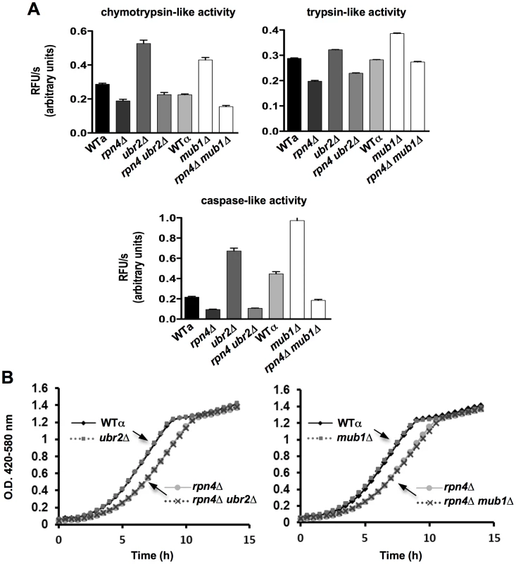 Elevated peptidase activity of proteasome holocomplexes in <i>ubr2Δ</i> and <i>mub1Δ</i> cells.
