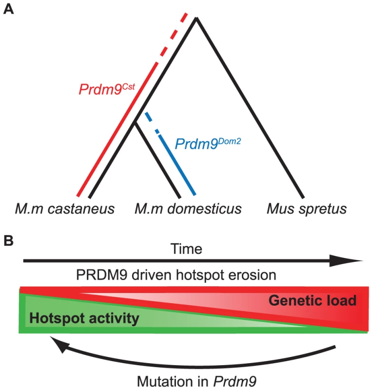 Model for the evolution of <i>Prdm9</i> alleles and hotspot erosion.