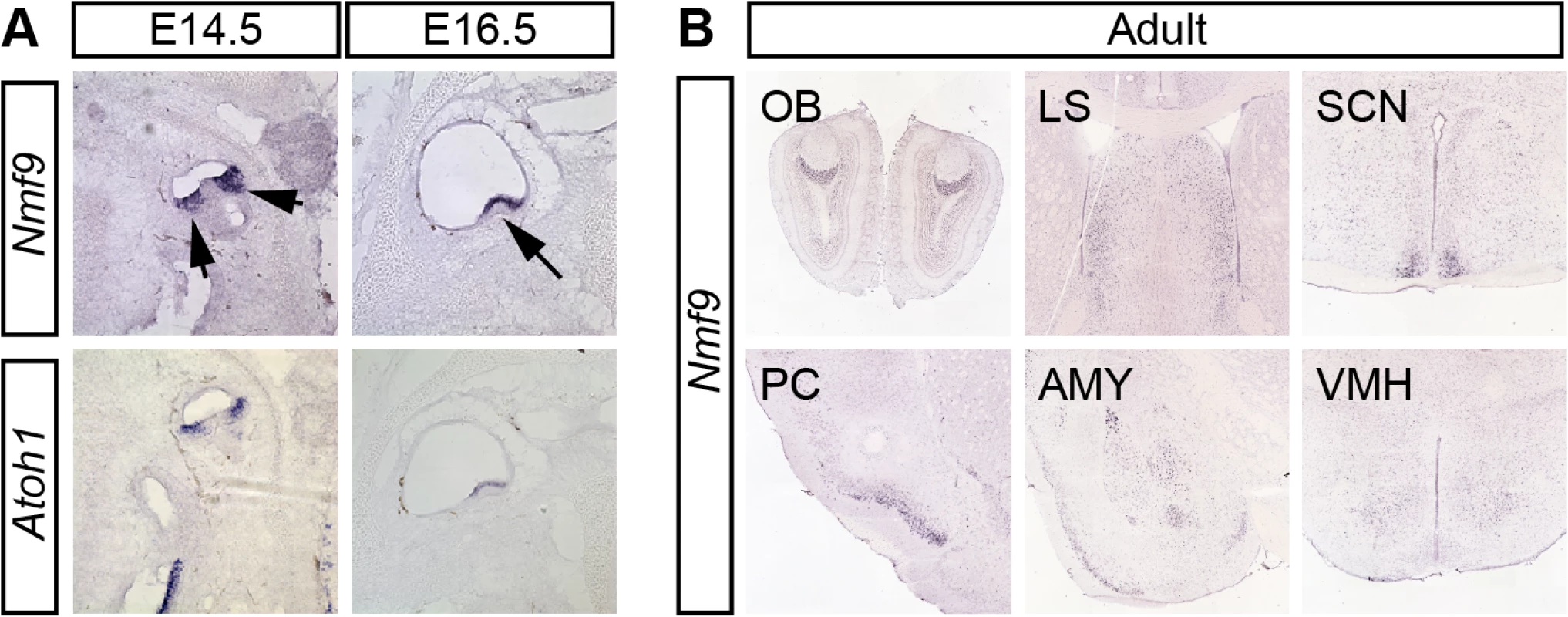<i>Nmf9</i> expression pattern predicts new sites of function.