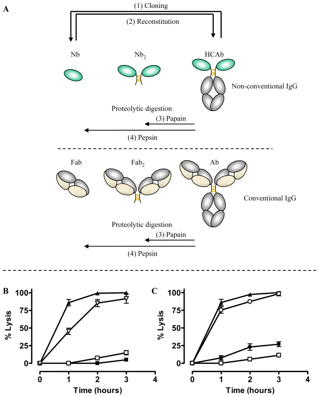 Overview of different antibody fragments and effect of reconstituted Nb_An05-Fc on <i>in vitro</i> mediated trypanolysis.