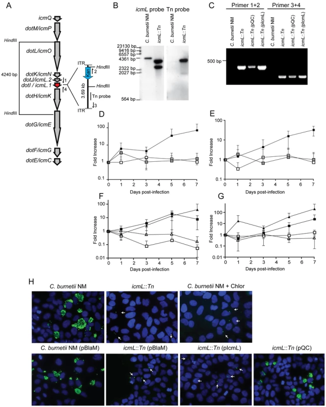 The <i>C. burnetii</i> Dot/Icm system is essential for intracellular replication.