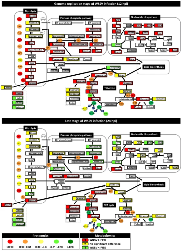 WSSV induces the Warburg effect in the cellular proteome and metabolome of shrimp hemocytes at the replication stage (12 hpi) but not at the late stage (24 hpi).