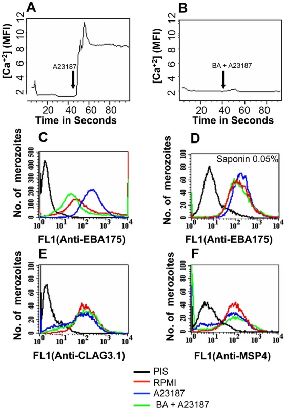 Cytosolic calcium levels and expression of EBA175 on merozoite surface detected by flow cytometry following treatment with calcium ionophore A23187.