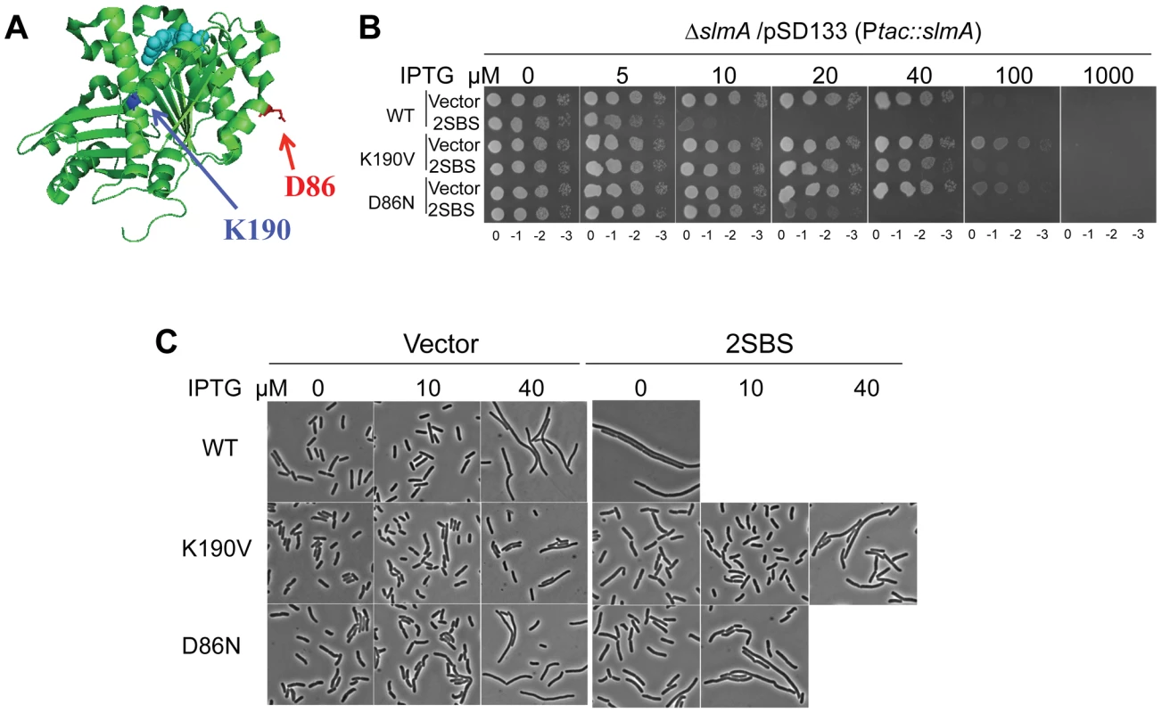 Mutations in two different regions of FtsZ confer resistance to de-localized SlmA.