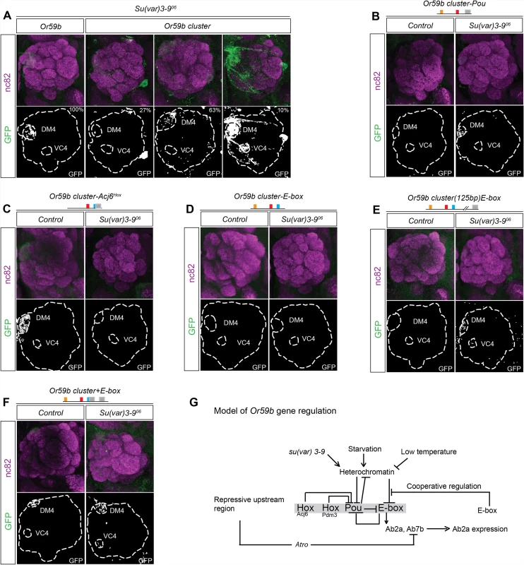 Heterochromatin modulation of the <i>Or59b</i> cluster.