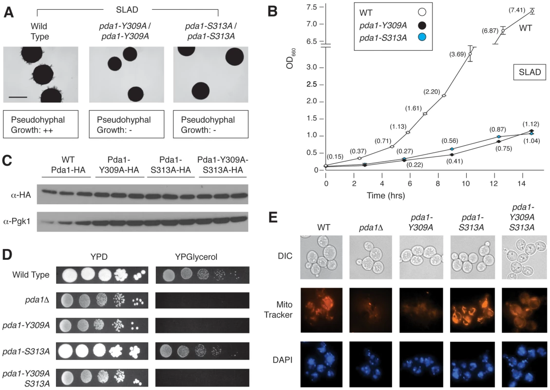 Phenotypic analysis of integrated homozygous diploid <i>pda1</i> site-directed mutants.
